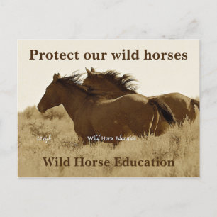 Carte Postale Protégez nos chevaux sauvages