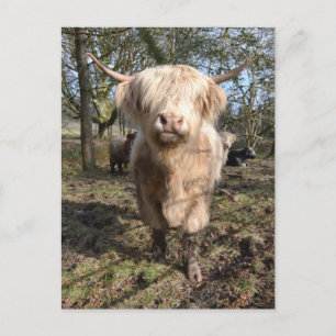 Carte Postale Proud to be Scottish