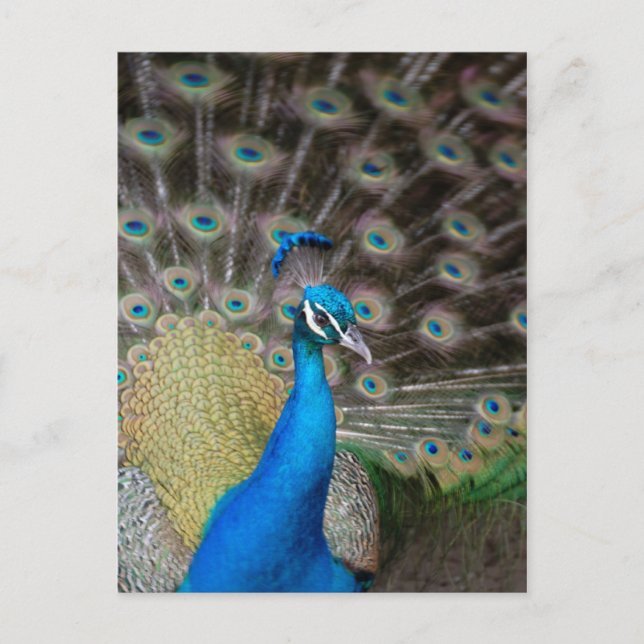 Carte Postale Prouve Peacock (Devant)
