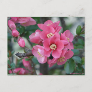 Carte Postale Province à fleurs rose du printemps