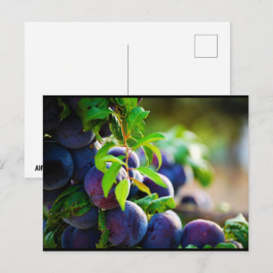Carte Postale Prunes violettes sur l'arbre