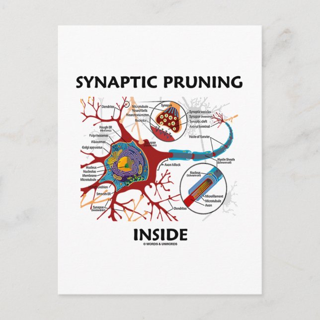 Carte Postale Pruning synaptique à l'intérieur du neurone Synaps (Devant)