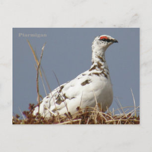 Carte Postale Ptarmigan au printemps, île de l'Unalaska