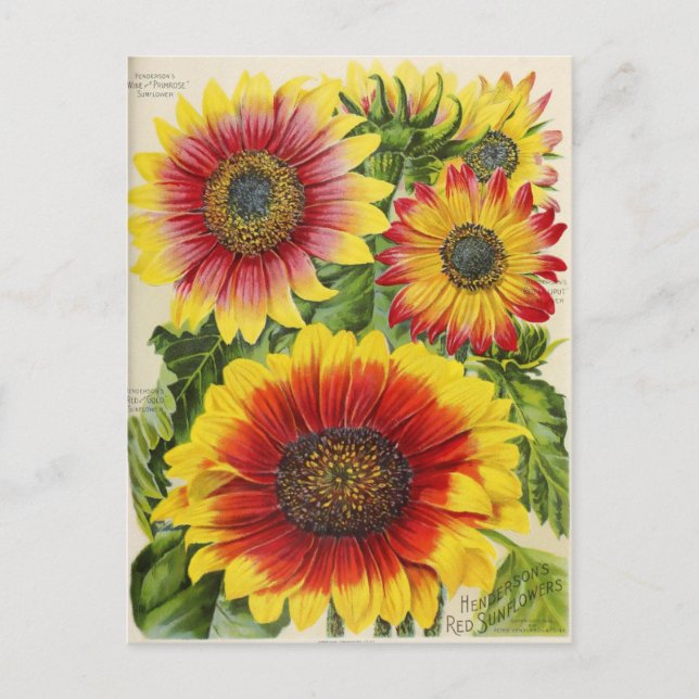 Carte postale publicitaire de graines anciennes (Devant)