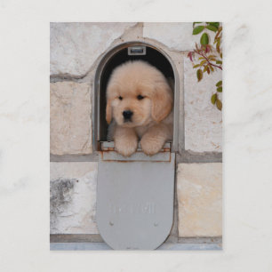 Carte Postale Puce