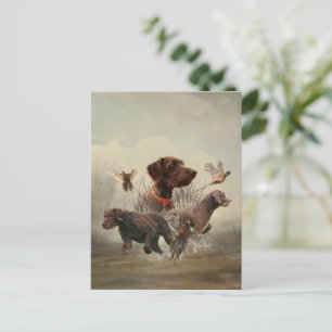 Carte Postale Pudelpointers, Chasse faisan