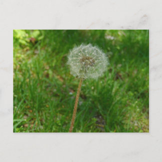Carte postale 'Puff' de Dandelion Seed