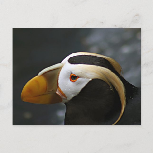 Carte Postale Puffin (Devant)