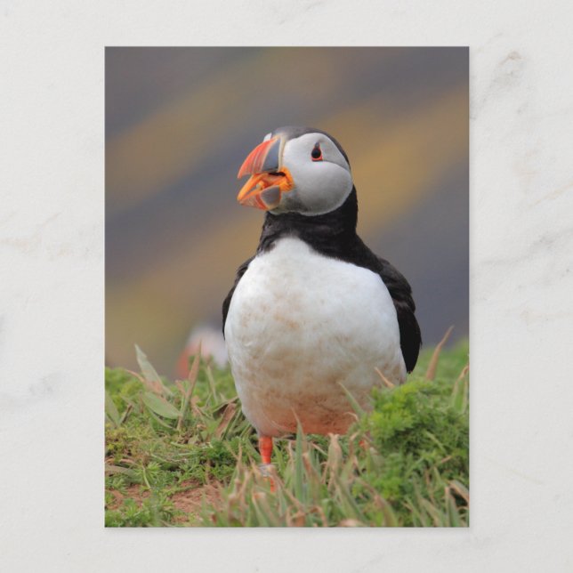 Carte Postale Puffin (Devant)