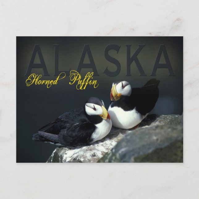 Carte Postale Puffin à cornes, Alaska (Devant)