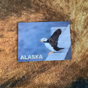 Carte Postale Puffin À Cornes En Alaska