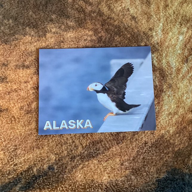 Carte Postale Puffin À Cornes En Alaska (Créateur téléchargé)