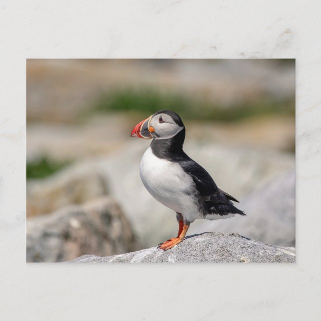 Carte Postale Puffin Atlantique en Machias, Maine (Devant)