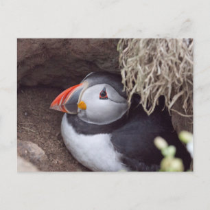Carte Postale Puffin dans un bourgeon
