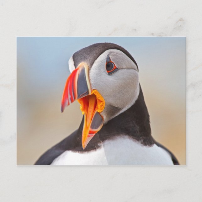 Carte Postale Puffin de l'Atlantique (Devant)