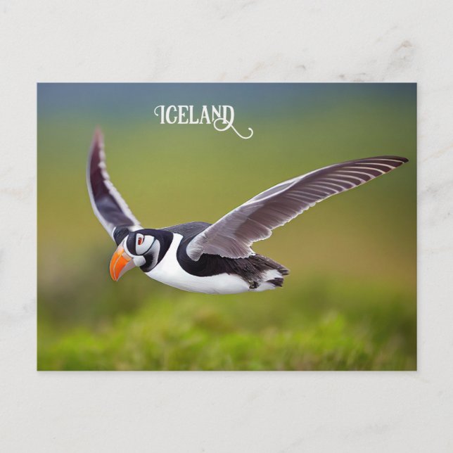Carte Postale Puffin d'Islande (Devant)