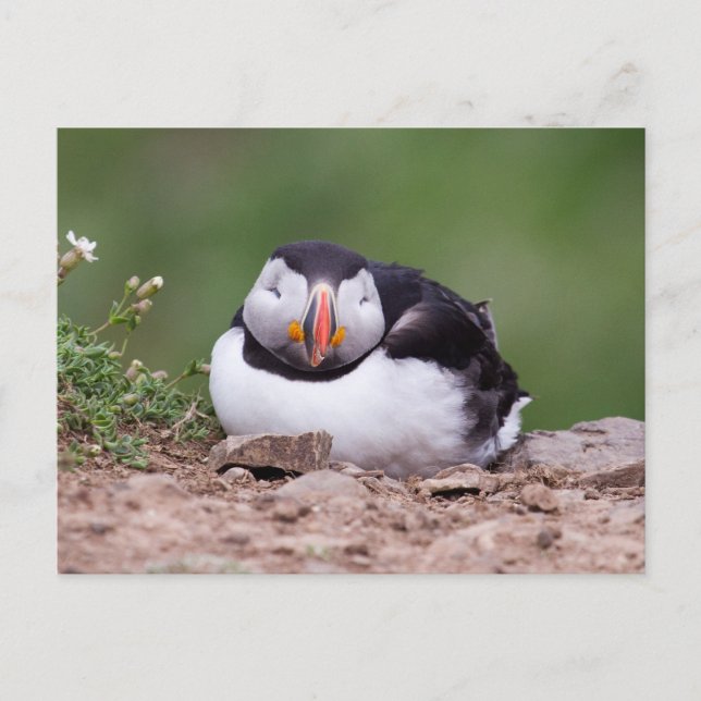 Carte Postale Puffin dormant (Devant)