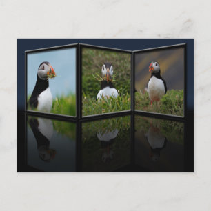 Carte postale Puffin du bâtiment du nid