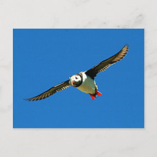 Carte Postale Puffin en vol squelette Iles Irlande