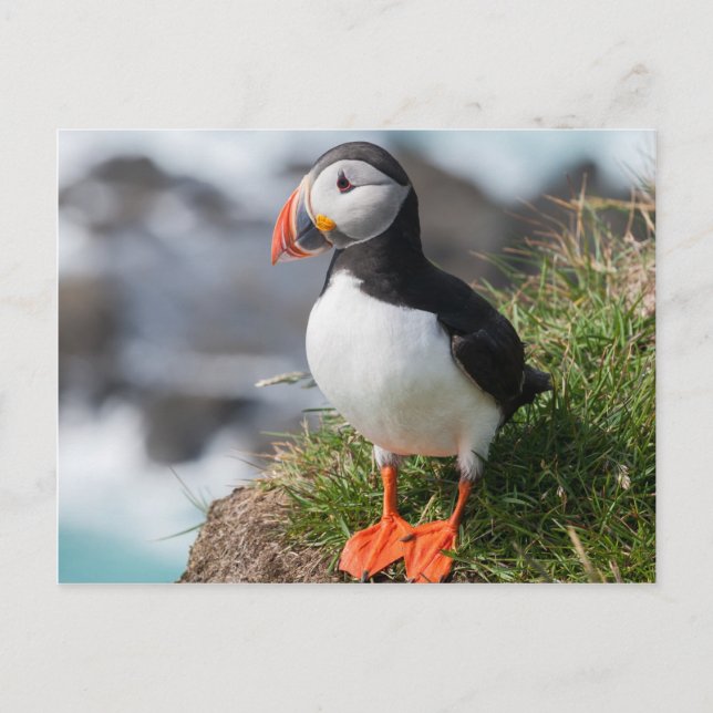 Carte Postale Puffin Fratercula arctica à Látrabjarg Islande (Devant)