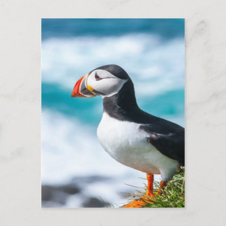 Carte Postale Puffin Fratercula arctica à Látrabjarg, Islande.