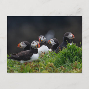 Carte Postale Puffin Gang