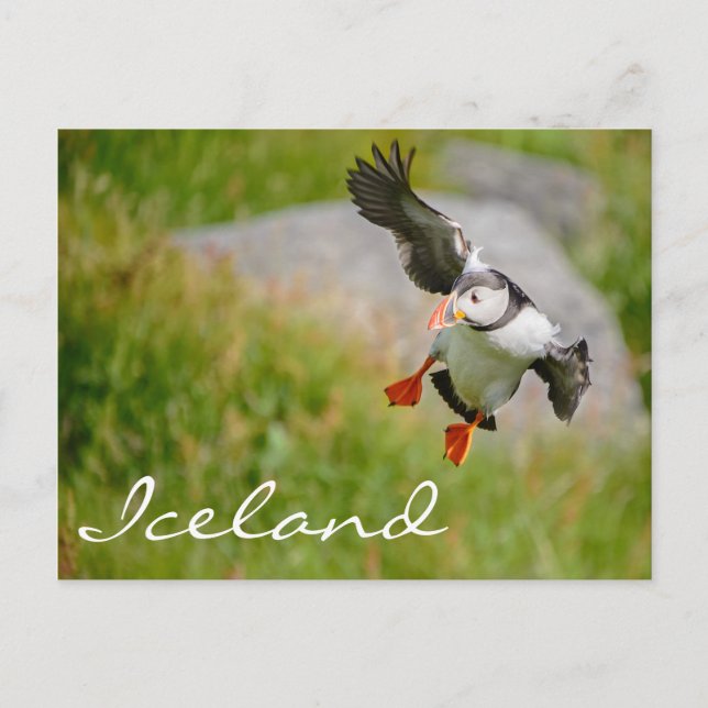 Carte Postale Puffin volant en Islande (Devant)