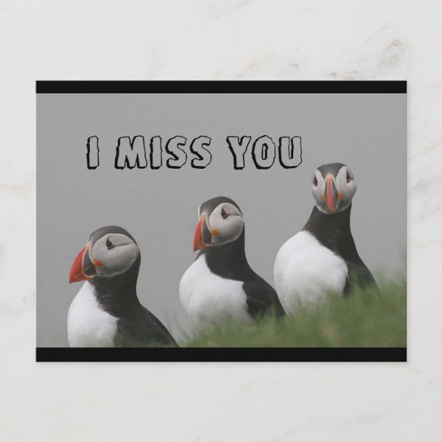 Carte postale Puffins (Devant)