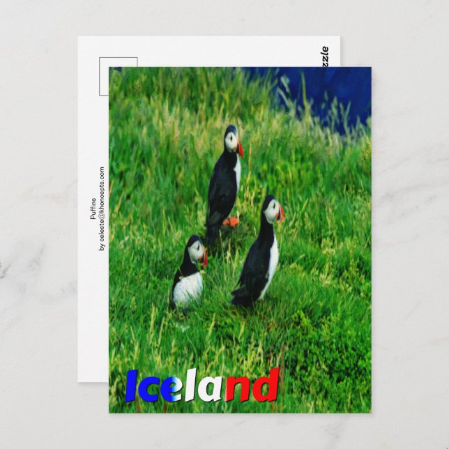 Carte Postale Puffins (Devant / Derrière)
