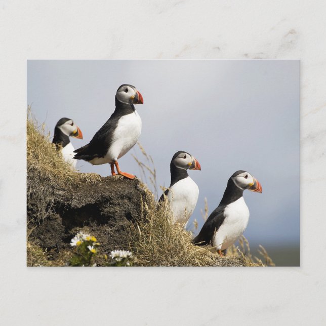 Carte Postale Puffins (Devant)