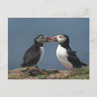 Carte Postale Puffins amusants