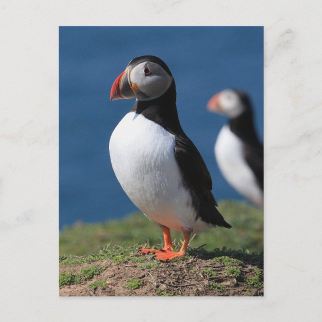 Carte Postale Puffins de Skomer Island (Devant)
