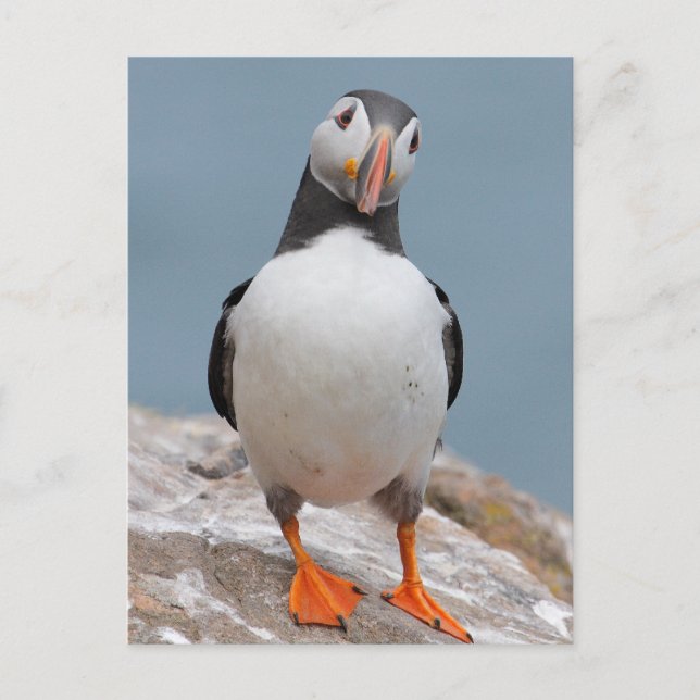 Carte Postale Puffins de Skomer Island (Devant)
