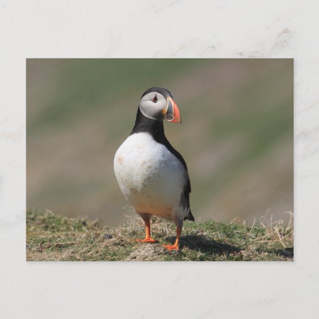Carte Postale Puffins de Skomer Island (Devant)