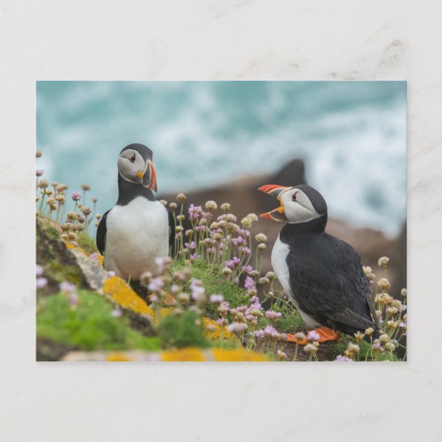 CARTE POSTALE PUFFINS - ÎLES SALTEE, IRLANDE (Devant)