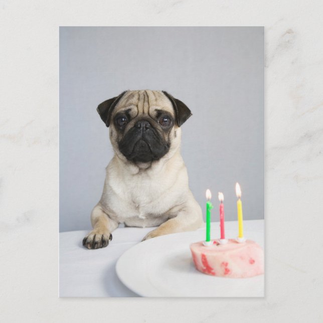 Carte Postale Pug d'anniversaire (Devant)