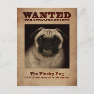 Carte Postale Pug Plucky Postcard