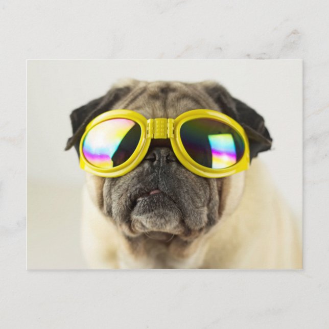 Carte Postale Pug with Goggles (Devant)