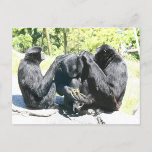 Carte Postale Puis-je choisir votre cerveau ?