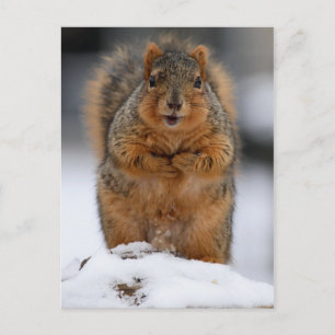 Carte Postale Puis-Je Me Présenter