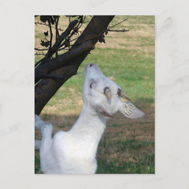 Carte Postale Puis-Je Monter Cet Arbre ? (Devant)