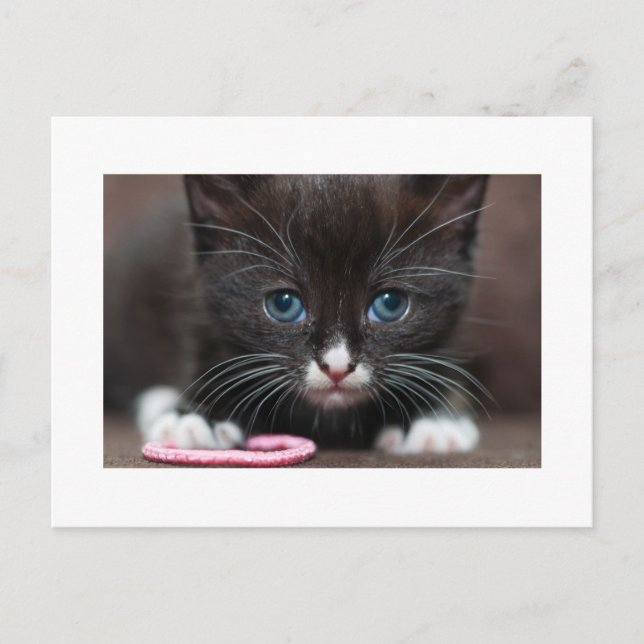 Carte Postale Puissance de Kitten (Devant)