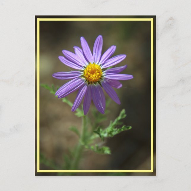 Carte Postale puissance des fleurs violettes (Devant)