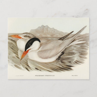 Carte Postale Puissante Terre par Elizabeth Gould