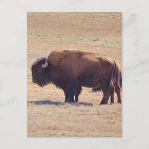 Carte Postale Puissants bisons parcourant les plaines d'Oklahoma