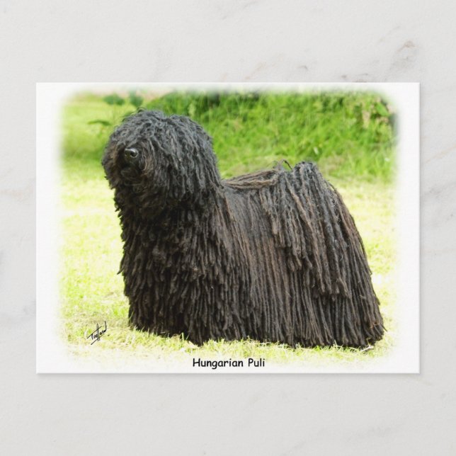 Carte Postale Puli hongrois 8W48D-03 (Devant)