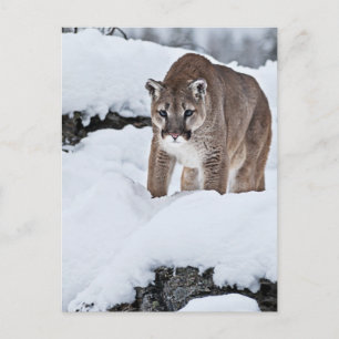 Carte Postale Puma dans la neige