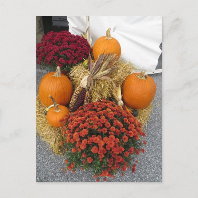 Carte Postale Pumkins (Devant)