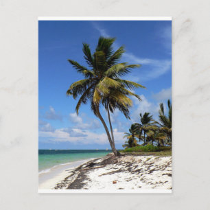 Carte Postale Punta Cana, République Dominicaine, cocotier