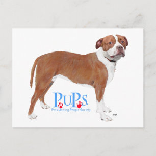 Carte Postale PUP Secourus Pit Bull